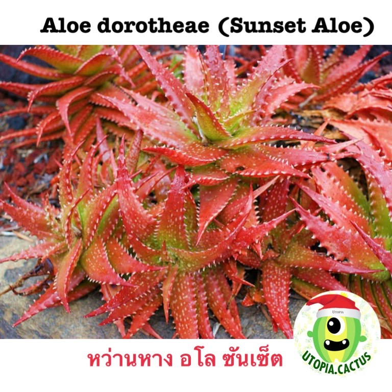 Aloe dorotheae / Sunset aloe [กระถาง3นิ้ว] /// ต้นว่านหางจระเข้ อโล ซันเซ็ต utopia