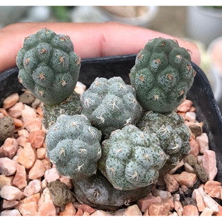 🦖🦕🐣 Tephrocactus bonnieae ไข่ไดโนเสาร์ ฟอร์มจิ๋วน้า 🐰 🐰🍡🍡🍡 หนามสั้น