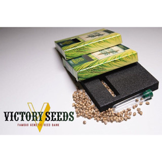 Victory Seeds คัดพิเศษ 4 สายพันธุ์