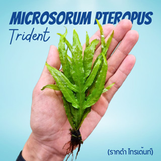 รากดำ ‘ไทรเด้นท์’ – MICROSORUM PTEROPUS ‘TRIDENT’ ต้นไม้น้ำ