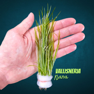 เทปเล็ก ใบน้ำ ไม้หลังตู้ ไม่ต้องการ co2 เลี้ยงง่าย - VALLISNERIA NANA ต้นไม้น้ำ