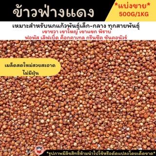 แบ่งขาย ข้าวฟ่างแดง ธัญพืช ที่เหมาะสำหรับนก นกเขาใหญ่ เขาชวา นกแก้วขนาดเล้ก-กลาง หนูแฮมสเตอร์ กระรอก