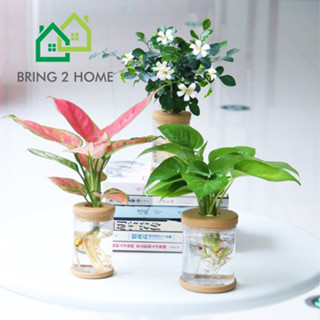 Bring2Home 🌳พร้อมส่ง🌳 กระถางต้นไม้ กระถางพลาสติก มี 2 ไซส์ให้เลือก ราคาต่อ 1 ชิ้น