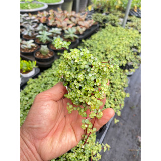 ต้นไพเลีย pilea Glauca(silver sparkles pilea) กระถาง 2 นิ้ว ชุด 20 กระถาง