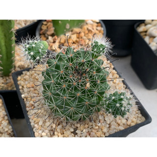 แมมหนามตะขอดอกสีเหลือง Mammillaria Beneckei)