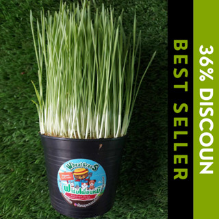 หญ้าเเมว ต้นอ่อนข้าวสาลี (Wheatgrass) สำหรับสัตว์เลี้ยง น้องหมา เเมว หนู กระต่าย