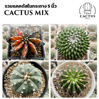 Cactus รวมแคคตัสในกระถาง 5 นิ้ว