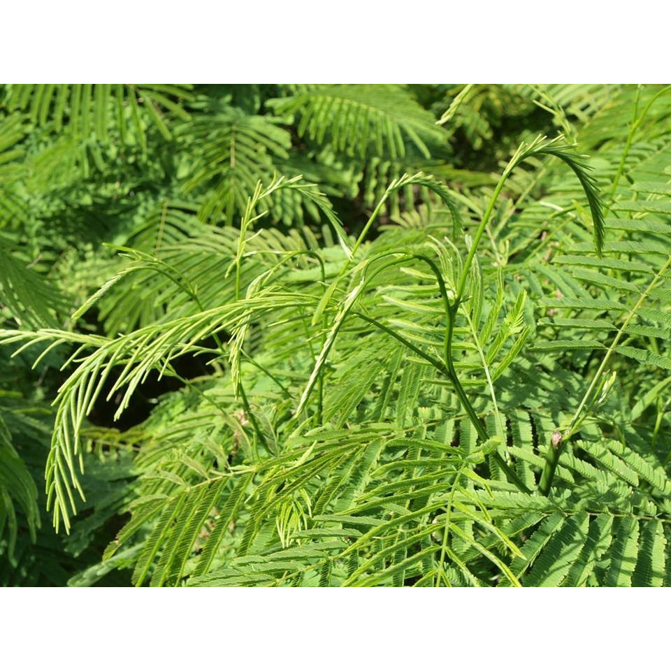 (2กิ่ง)🌿กิ่งชะอม กิ่งตอน🌿 🌼มีรสมันอย่างชะอมมีสรรพคุณเป็นยาอายุวัฒนะ🌼 🌲ความสูงกิ่งประมาณ 45-50 ซม.🌲 - รูปที่ 5