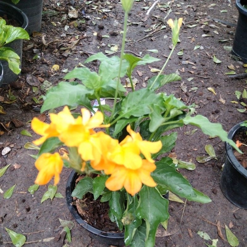 ต้นสังกรณีสีเหลือง (สีเหลืองหายาก) กระถาง 8 นิ้ว