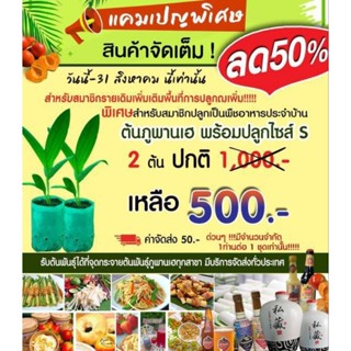 ต้นภูพานเฮ 2 ต้น 500 บาท