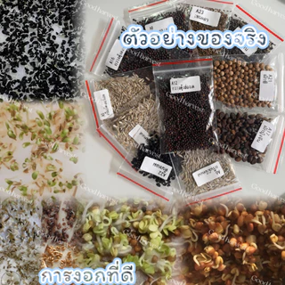 พันธุ์ผักกาดเขียวปลี ผักกาดดอง 600+เมล็ด 4 บาท