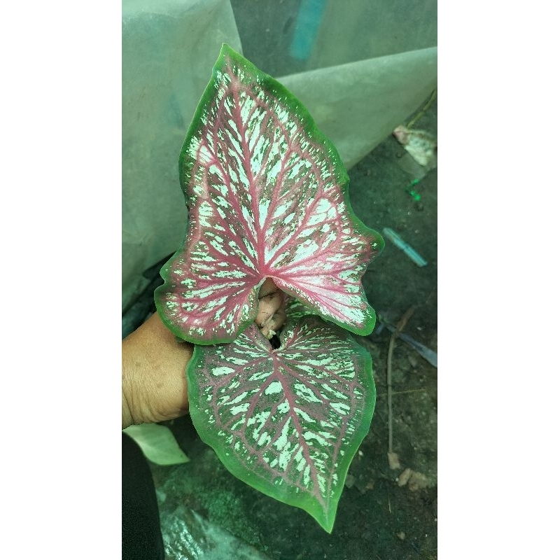 บอนสีหนุมานขัดสมาธิcaladium