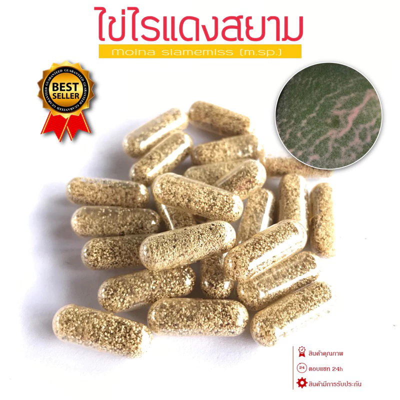 ไรสยาม ไข่ไรแดง ไข่ไรสยาม Moina sp.(แคป 0.2 ก.) ฟักตัวเร็ว อัตราการฟักสูง ไข่เก็บใหม่ทุกสัปดาห์