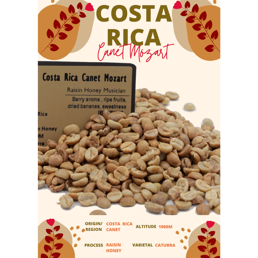 พร้อมส่ง เมล็ดกาแฟดิบ Costa Rica Canet Mozart Raisin Honey process/ เมล็ดกาแฟนอก/ เมล็ดกาแฟสารคอสตาริกา