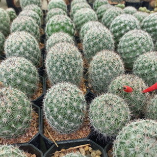 แคคตัส แมมมิลลาเรีย สลีวินนี่ไอ (mammillaria slevinii) ไม้เมล็ด ในกระถาง 2 นิ้ว