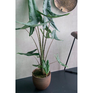 Alocasia Zebrina Tigrina Superba ต้นม้าลายทิกริน่า