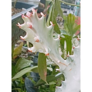 ยูโฟเบีย กระดูกมังกรขาว Euphorbia lactea white ghost ไม้มงคล