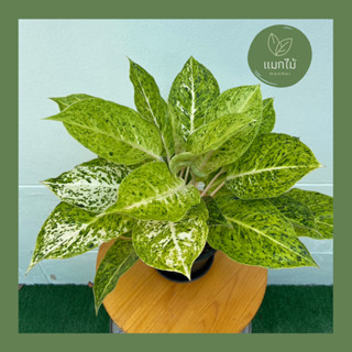 🌿 หลักทรัพย์สีทอง ❥🌿 ไม้มงคลในตระกูล “อโกลนีมา (Aglaonema)” กระถางขนาด 7.5 นิ้ว