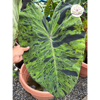 โคโลคาเซีย โมจิโต้ Colocasia Mojito