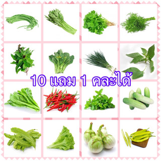 เมล็ดผัก 5 บาท 10 แถม 1 🪴🪴เมล็ดพันธุ์ผักสวนครัว