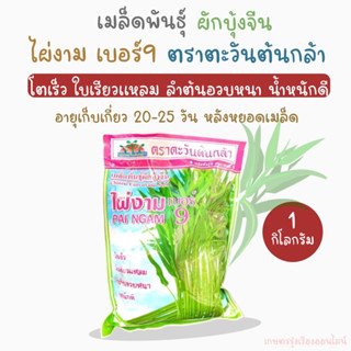 เมล็ดพันธุ์ผักบุ้งจีน ไผ่งามเบอร์9 ตราตะวันต้นกล้า ปริมาณ 1 กิโลกรัม