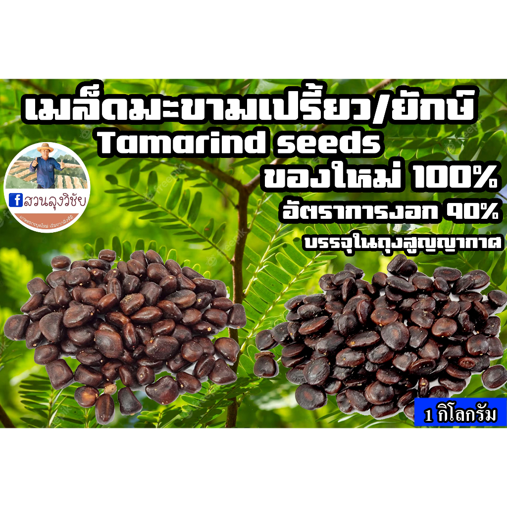 เมล็ดมะขาม แบบสด คัดเมล็ด คั่วกินได้ ปลูกทำรั่ว เม็ดมะขาม ออกใบกำกับได้ ของใหม่ของปีนี้ อัตรางอก90%  ขนาด 1 กิโลกรัม