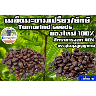 เมล็ดมะขาม แบบสด tamarind seeds คั่วกินได้ ปลูกทำรั่ว เม็ดมะขาม เมล็ดมะขามสด ของใหม่ของปีนี้ อัตรางอก90%  ขนาด 1กิโลกรัม