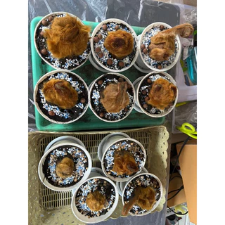 ต้นว่านลูกไก่ทองคำขนาดเล็กพร้อมกระถาง