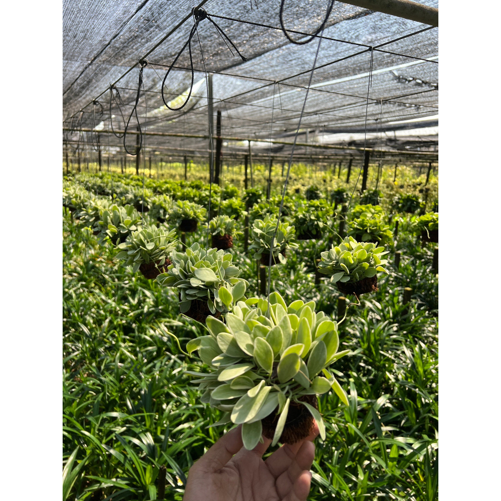 มุมมอง 4