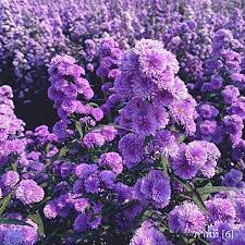 ต้นพันธุ์ดอกมากาเร็ตสีม่วง Marguerite พร้อมปลูกในถุงดำ 39 บาท ดอกไม้กินได้