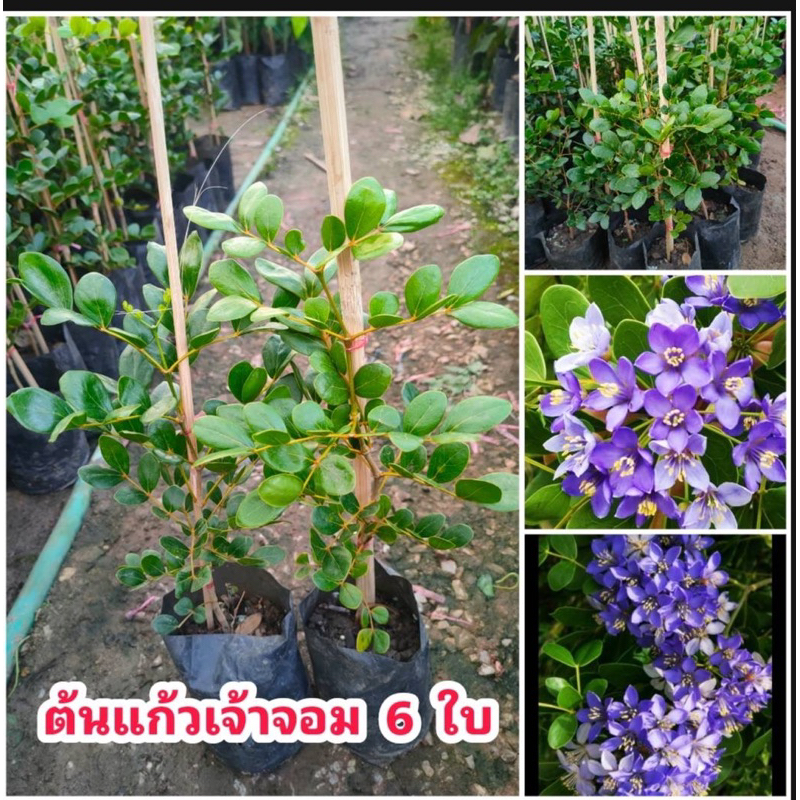ต้นแก้วเจ้าจอม 6 ใบ ไม้มงคล ดอกพุ่มสวยสีม่วง