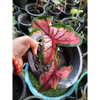 ไก่อมรชัยใบม้วนcaladium