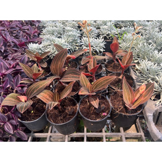 ว่านน้ำทอง Jewel orchid กระถาง3นิ้ว