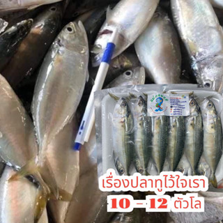 ปลาทูสดตัวใหญ่/แม่กลอง๑/10-12ตัว/1000g/สดจากเรือประมง#ปลอดสารพิษ