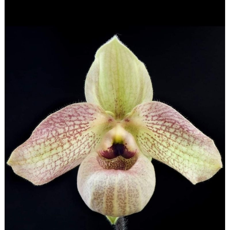 Paph.malipoense'593 x Paph.Vietnamense'591'  ขนาดที่ขายเป็นกระถาง 2 นิ้ว