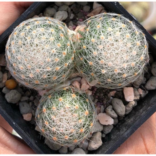 ยกพอตสามต้นสุดปัง😳❤️❤️ ราชินีแห่งแมมมิลลาเรีย🌸🌸🌸Mammillaria Lenta ถือว่าเป็นราชินีแห่งแมมเลยก็ว่าได้