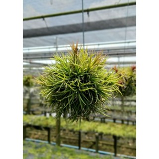 Tillandsia ionantha fuego ทรงกลม