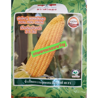 เมล็ดพันธุ์ ข้าวโพดหวาน 🌽ฮันนี่คิงส์ 40 ศรแดง ใหม่ 🌽สิ้นอายุทำพันธุ์ 09/2566🌽บรรจุ 1 กก.