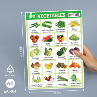 Vegetable ผัก โปสเตอร์พลาสติก ขนาด A4 EA-464 สื่อการเรียนการสอน สื่อการเรียนรู้