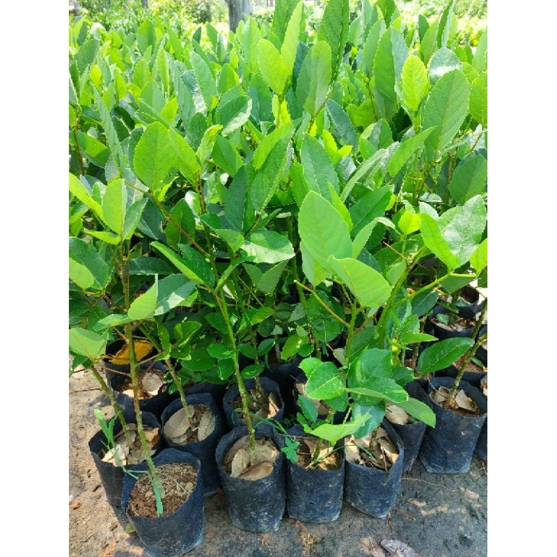 ต้นทองหลางกินใบ ไม้มงคล ยอดอ่อนรับประทานได้มีสรรพคุณเยอะ - รูปที่ 2