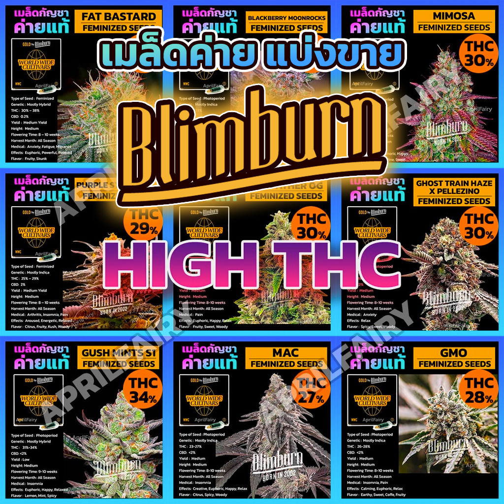 เมล็ดพันธุ์กัญชา THC สูง ออโต้ โฟโต้ เพศเมีย100% เมล็ดกัญชานอก เมล็ดค่าย Blimburn Seeds รับประกัน แท