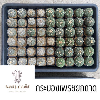 ยกถาด❗️กระบองเพรช แอสโตร ยกถาด 54 ต้น