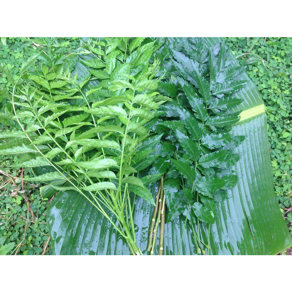 ใบสะเดาสด สมุนไพรใบสะเดา Neem  1 กก 99 บาท ใบสะเดา(เก็บสด) สะเดา