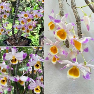 กล้วยไม้​เอื้องสายอโมนั่ม​ Dendrobium amoenum