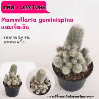 Mammillaria geminispina  แมมเข็มเงิน ไม้ชำหน่อ ฟอร์มกอ cactus กระบองเพชร แคคตัส กุหลาบหิน พืชอวบน้ำ