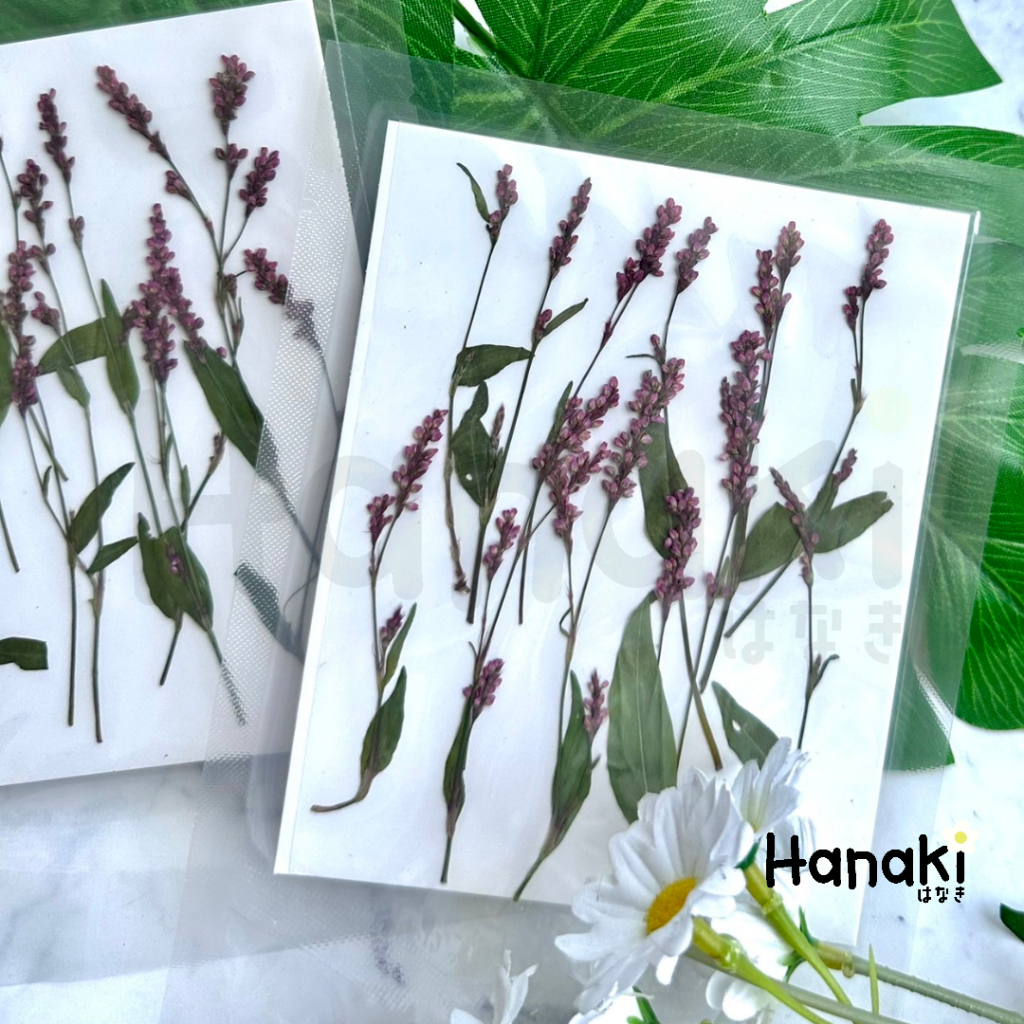 【พร้อมส่ง】ผักไผ่น้ำทับแห้ง Liao Cao ดอกไม้ทับแห้ง ดอกไม้จริงทับแห้ง ดอกไม้แห้ง Pressed Flowers💐