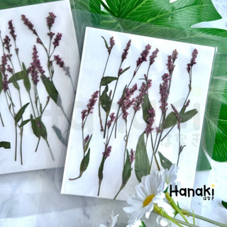 【พร้อมส่ง】ผักไผ่น้ำทับแห้ง Liao Cao ดอกไม้ทับแห้ง ดอกไม้จริงทับแห้ง ดอกไม้แห้ง Pressed Flowers💐