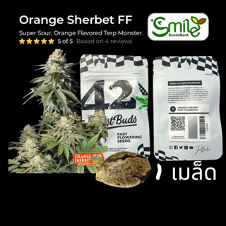 เมล็ดกัญชา Orange Sherbet FF (Fast) - Fastbuds