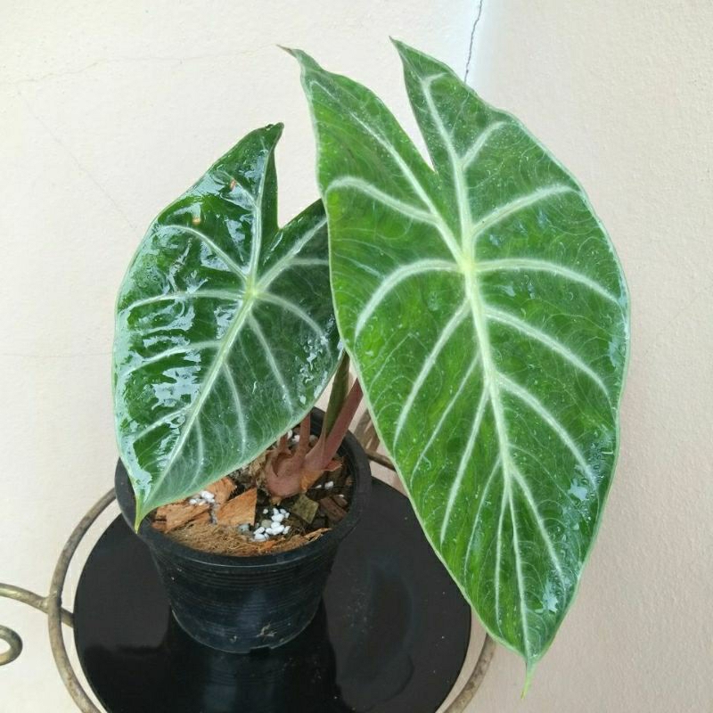 อโลคาเซีย พิงค์ ดราก้อน Alocasia Pink Dragon