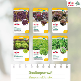 เมล็ดพันธุ์ รวมผักสลัด ศรแดง กรีนโอ๊ค รูบี้คอส ผักกาดแก้ว เร…